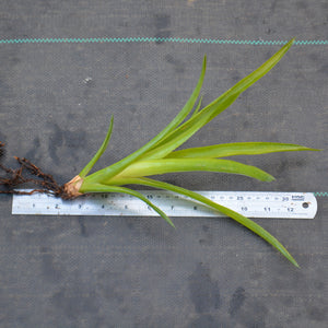 Quesnelia imbricata - Andy's Air Plants