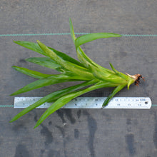Load image into Gallery viewer, Aechmea cylindrata - Andy&#39;s Air Plants