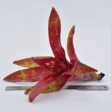Load image into Gallery viewer, Neoregelia 'Fruit Salad'