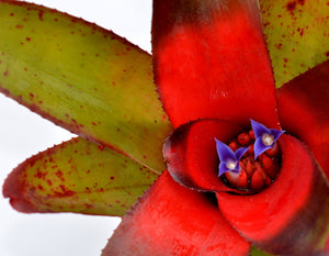 Neoregelia ampullacea x fluminensis