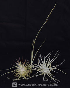 Beginners Selection Pack 1 - Andy's Air Plants