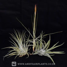 Load image into Gallery viewer, Beginners Selection Pack number 3 - Andy&#39;s Air Plants