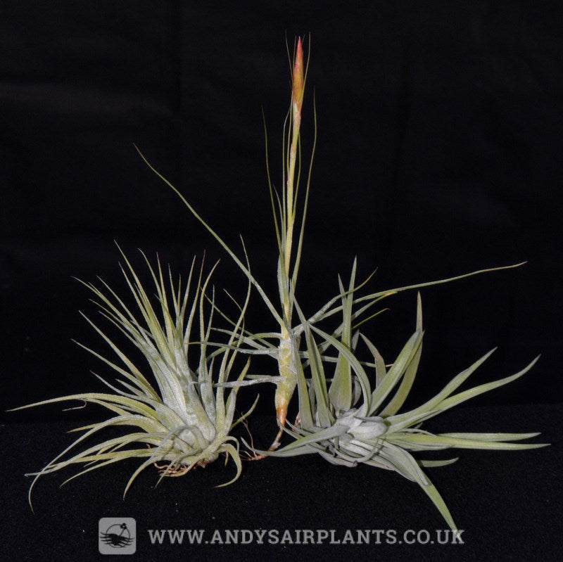 Beginners Selection Pack number 3 - Andy's Air Plants