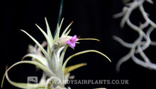 Load image into Gallery viewer, Tillandsia nana - Andy&#39;s Air Plants