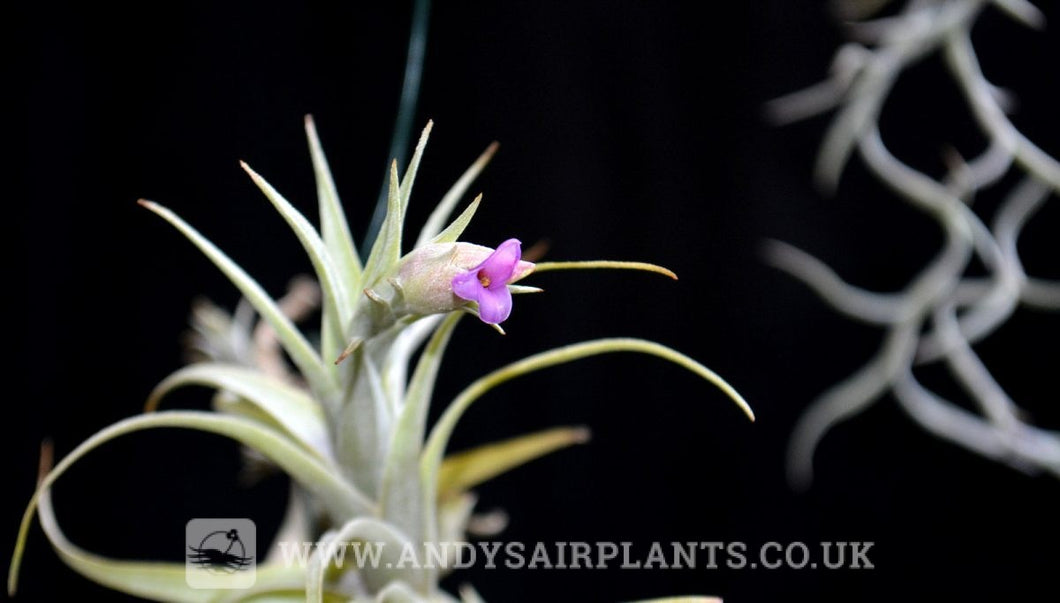 nana air plant Tillandsia nana