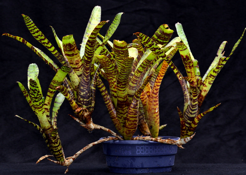 ブロメリア・エアープランツ Neoregelia Carcharodon Tiger Neoregelia