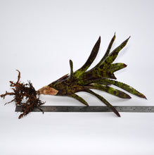 Load image into Gallery viewer, Neoregelia &#39;Blackberry&#39;