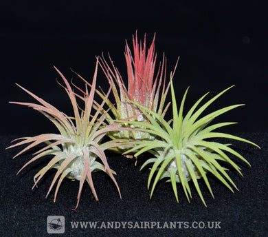 Tillandsia ionantha 3 Pack - Andy's Air Plants