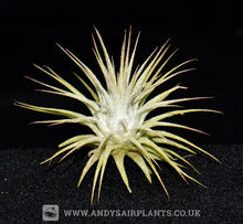 Load image into Gallery viewer, Tillandsia ionantha &#39;Silver&#39; - Andy&#39;s Air Plants