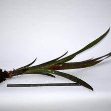 Load image into Gallery viewer, Billbergia &#39;Teng Ee&#39;