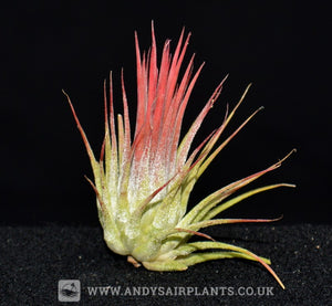 Tillandsia ionantha v. rosea - Andy's Air Plants