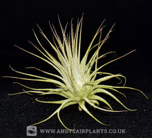 Load image into Gallery viewer, Tillandsia ionantha v. Ionantha - Andy&#39;s Air Plants