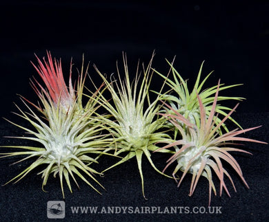 Tillandsia ionantha 5 Pack - Andy's Air Plants