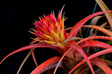 Load image into Gallery viewer, Aechmea recurvata &#39;Paraguay&#39;