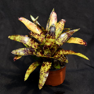 Neoregelia 'Java Plum'