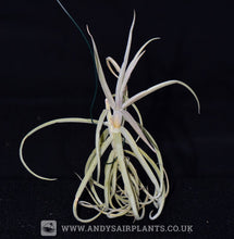 Load image into Gallery viewer, Tillandsia streptocarpa - Andy&#39;s Air Plants