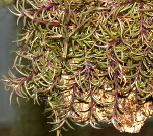 Tillandsia capillaris v. virescens 'Pitchfork'
