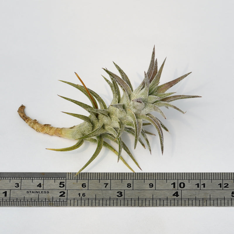 vanhyningii air plant Tillandsia ionantha var. vanhyningii