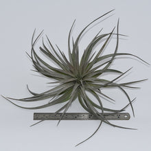 Load image into Gallery viewer, Tillandsia x Houston &#39;Houston Colossus&#39;