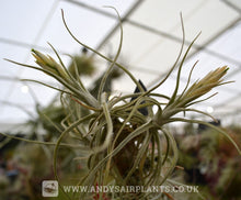 Load image into Gallery viewer, Tillandsia lepidosepala - Andy&#39;s Air Plants