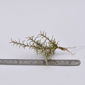 Tillandsia capillaris v. virescens 'Pitchfork'