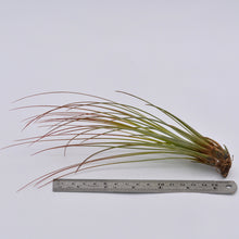 Load image into Gallery viewer, Tillandsia juncifolia
