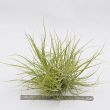 Load image into Gallery viewer, Tillandsia schiedeana &#39;Minor&#39; Singles and Clumps