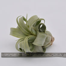 Load image into Gallery viewer, Tillandsia streptophylla