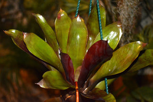 Vriesea scalaris var. rubra