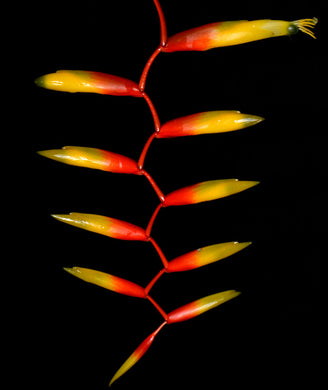 Vriesea scalaris var. rubra
