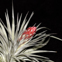 Load image into Gallery viewer, Tillandsia x Houston &#39;Houston Colossus&#39;