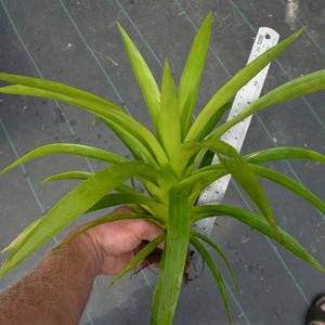 Guzmania monostachia