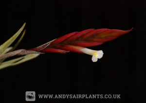 Tillandsia lorentziana - Andy's Air Plants