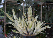 Load image into Gallery viewer, Billbergia &#39;Fantasia&#39;