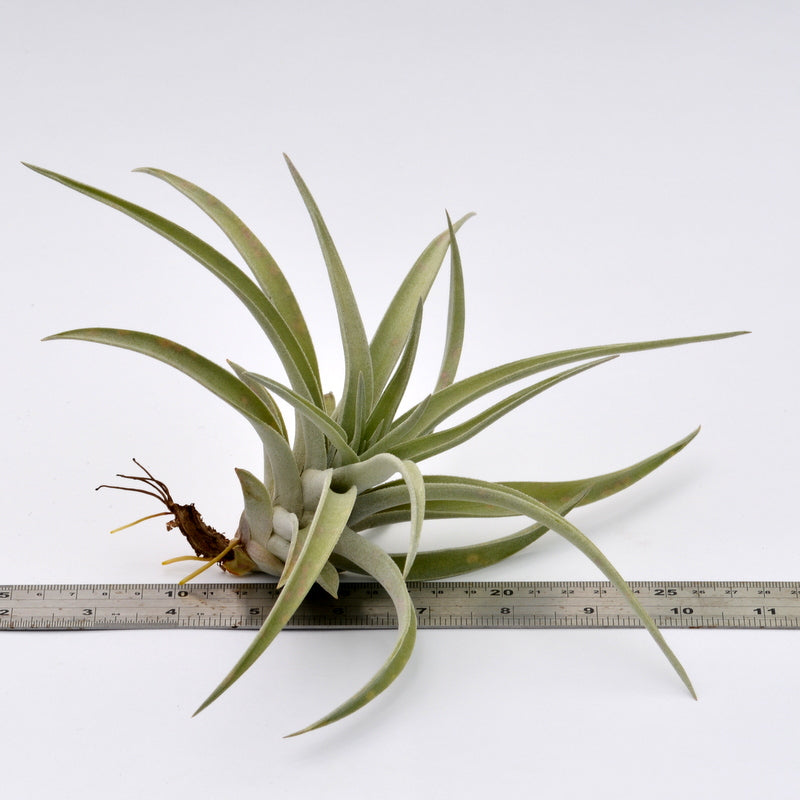 harrisii air plant care Tillandsia harrisii