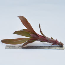 Load image into Gallery viewer, Billbergia &#39;Fandango&#39;