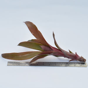 Billbergia 'Fandango'