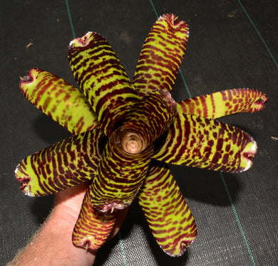 Neoregelia 'Hanniball Lecter' - Andy's Air Plants