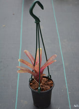 Load image into Gallery viewer, Neoregelia &#39;Super Fireball&#39; - Andy&#39;s Air Plants