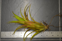 Load image into Gallery viewer, Aechmea recurvata - Andy&#39;s Air Plants