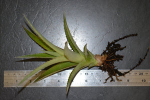 Billbergia nutans 'Rare Form' - Andy's Air Plants