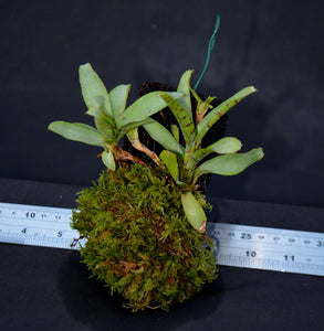 Neoregelia lilliputiana Mounted on Tree fern bark - Andy's Air Plants