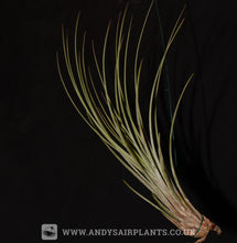 Load image into Gallery viewer, Tillandsia juncea - Andy&#39;s Air Plants