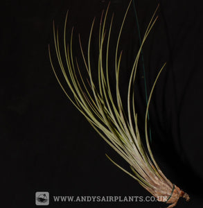 Tillandsia juncea - Andy's Air Plants
