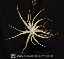 Load image into Gallery viewer, Tillandsia lepidosepala - Andy&#39;s Air Plants