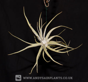 Tillandsia lepidosepala - Andy's Air Plants