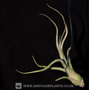 Tillandsia pseudobaileyi Airplant for Sale - Andy's Air Plants