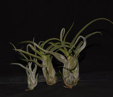 Load image into Gallery viewer, Tillandsia caput-medusae - Andy&#39;s Air Plants