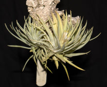 Load image into Gallery viewer, Tillandsia plagiotropica - Andy&#39;s Air Plants