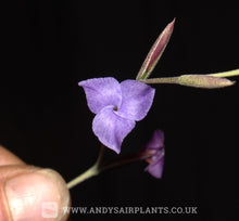 Load image into Gallery viewer, Tillandsia caerulea var. major - Andy&#39;s Air Plants